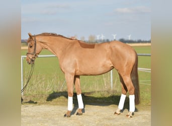 KWPN, Merrie, 10 Jaar, 162 cm, Vos