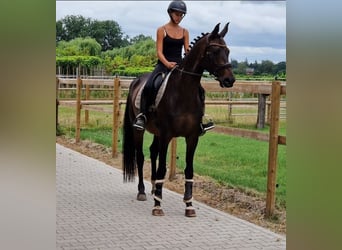 KWPN, Merrie, 10 Jaar, 162 cm, Zwart