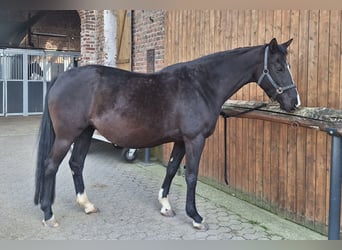KWPN, Merrie, 10 Jaar, 162 cm, Zwart