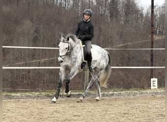 KWPN, Merrie, 10 Jaar, 163 cm, Appelschimmel
