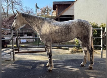 KWPN, Merrie, 10 Jaar, 163 cm, Appelschimmel