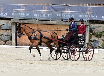KWPN, Merrie, 10 Jaar, 163 cm, Brauner