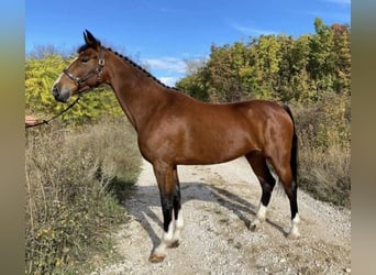KWPN, Merrie, 10 Jaar, 163 cm, Brauner