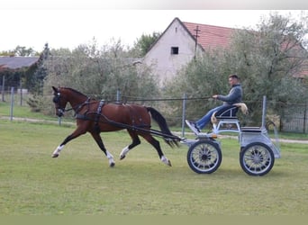 KWPN, Merrie, 10 Jaar, 163 cm, Brauner