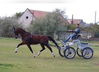 KWPN, Merrie, 10 Jaar, 163 cm, Brauner