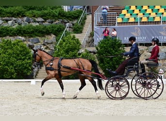 KWPN, Merrie, 10 Jaar, 163 cm, Brauner