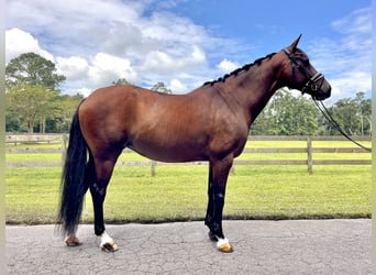 KWPN, Merrie, 10 Jaar, 163 cm, Roodbruin