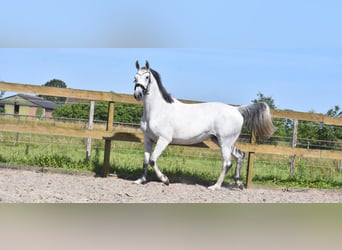 KWPN, Merrie, 10 Jaar, 163 cm, Schimmel