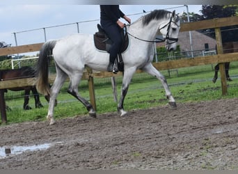 KWPN, Merrie, 10 Jaar, 163 cm, Schimmel