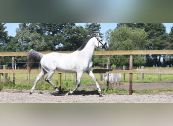 KWPN, Merrie, 10 Jaar, 163 cm, Schimmel