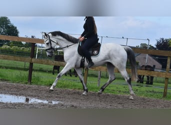 KWPN, Merrie, 10 Jaar, 163 cm, Schimmel