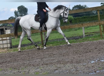 KWPN, Merrie, 10 Jaar, 163 cm, Schimmel