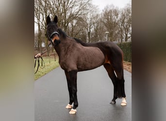 KWPN, Merrie, 10 Jaar, 163 cm, Zwart