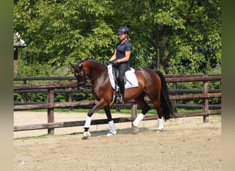 KWPN, Merrie, 10 Jaar, 164 cm, Donkerbruin