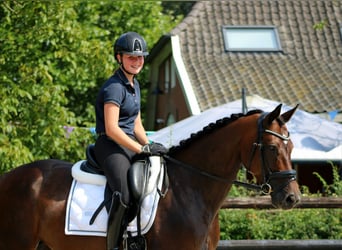 KWPN, Merrie, 10 Jaar, 164 cm, Donkerbruin