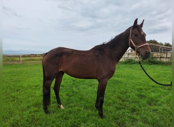 KWPN, Merrie, 10 Jaar, 164 cm, Donkerbruin