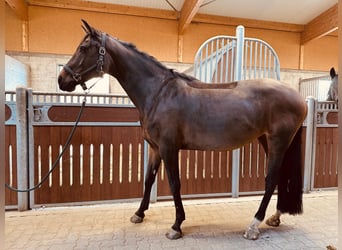 KWPN, Merrie, 10 Jaar, 164 cm