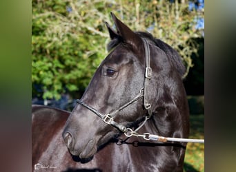 KWPN, Merrie, 10 Jaar, 164 cm, Zwartbruin