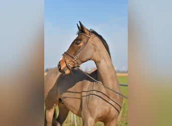 KWPN, Merrie, 10 Jaar, 165 cm, Bruin