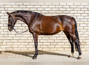 KWPN, Merrie, 10 Jaar, 165 cm, Donkerbruin