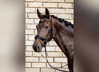 KWPN, Merrie, 10 Jaar, 165 cm, Donkerbruin