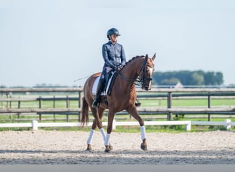 KWPN, Merrie, 10 Jaar, 165 cm, Donkere-vos