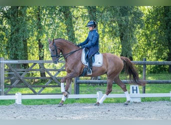 KWPN, Merrie, 10 Jaar, 165 cm, Donkere-vos