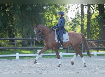 KWPN, Merrie, 10 Jaar, 165 cm, Donkere-vos