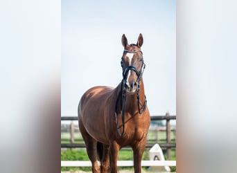 KWPN, Merrie, 10 Jaar, 165 cm, Donkere-vos