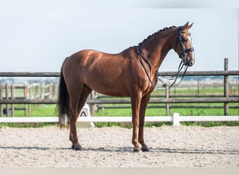 KWPN, Merrie, 10 Jaar, 165 cm, Donkere-vos