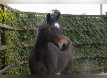 KWPN, Merrie, 10 Jaar, 165 cm