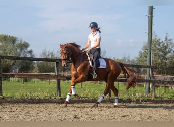 KWPN, Merrie, 10 Jaar, 165 cm, Vos