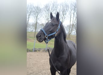 KWPN, Merrie, 10 Jaar, 165 cm, Zwart