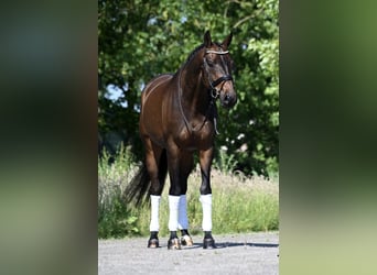 KWPN, Merrie, 10 Jaar, 166 cm, Donkerbruin