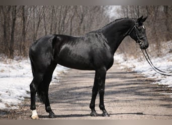 KWPN, Merrie, 10 Jaar, 166 cm, Zwart