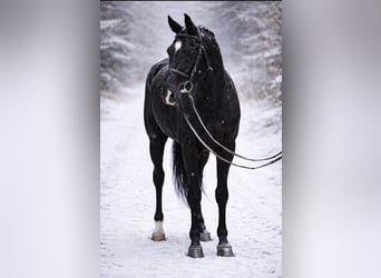 KWPN, Merrie, 10 Jaar, 166 cm, Zwart