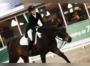 KWPN, Merrie, 10 Jaar, 167 cm, Donkerbruin