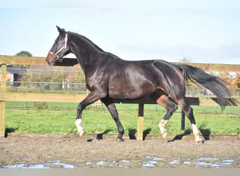 KWPN, Merrie, 10 Jaar, 167 cm, Donkerbruin