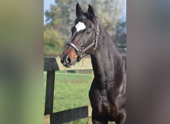KWPN, Merrie, 10 Jaar, 167 cm, Donkerbruin