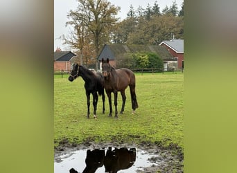 KWPN, Merrie, 10 Jaar, 167 cm, Donkerbruin