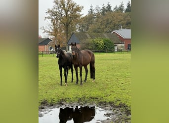 KWPN, Merrie, 10 Jaar, 167 cm, Donkerbruin