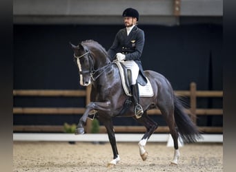 KWPN, Merrie, 10 Jaar, 168 cm, Bruin