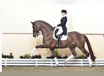 KWPN, Merrie, 10 Jaar, 168 cm, Bruin