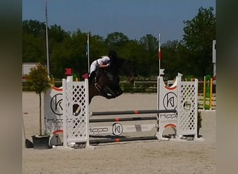 KWPN, Merrie, 10 Jaar, 168 cm, Donkerbruin