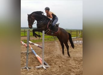 KWPN, Merrie, 10 Jaar, 168 cm, Donkerbruin