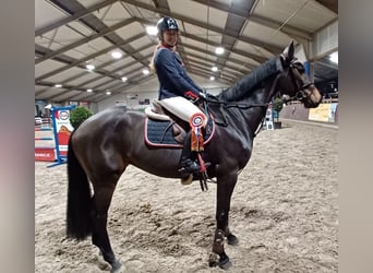 KWPN, Merrie, 10 Jaar, 168 cm, Donkerbruin