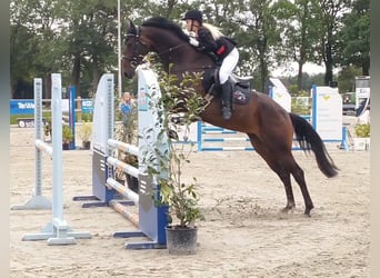 KWPN, Merrie, 10 Jaar, 168 cm, Donkerbruin