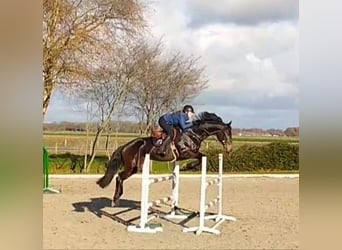 KWPN, Merrie, 10 Jaar, 168 cm, Donkerbruin