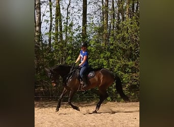 KWPN, Merrie, 10 Jaar, 168 cm, Donkerbruin