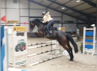 KWPN, Merrie, 10 Jaar, 168 cm, Donkerbruin